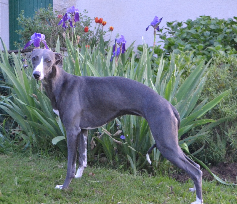 Iris bleue du manoir des fées